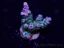 WYSIWYG Acropora millepora Maricoltura Acclimatato a LED