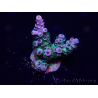 WYSIWYG Acropora millepora Maricultura Aclimatado led