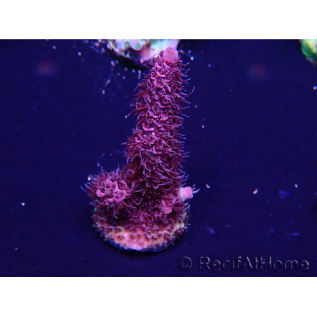 WYSIWYG Acropora Geacclimatiseerde maricultuur LED