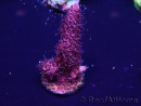 WYSIWYG Acropora Mariculture Acclimated LED