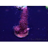 WYSIWYG Acropora Mariculture Acclimated LED
