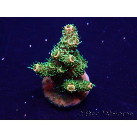 WYSIWYG Acropora 15P11 Mariculture acclimaté led