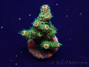 WYSIWYG Acropora Marikultur akklimatisiert LED