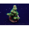 WYSIWYG Acropora 15P11 Mariculture acclimaté led