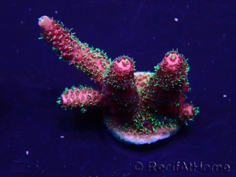 WYSIWYG Acropora Maricultuur geacclimatiseerd LED