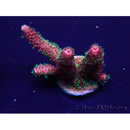 WYSIWYG Acropora Marikultur akklimatisiert LED