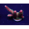 WYSIWYG Acropora 15P12 Mariculture acclimaté led