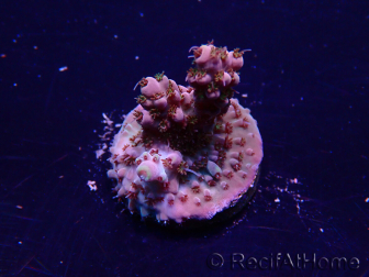WYSIWYG Acropora Maricoltura acclimatata a LED