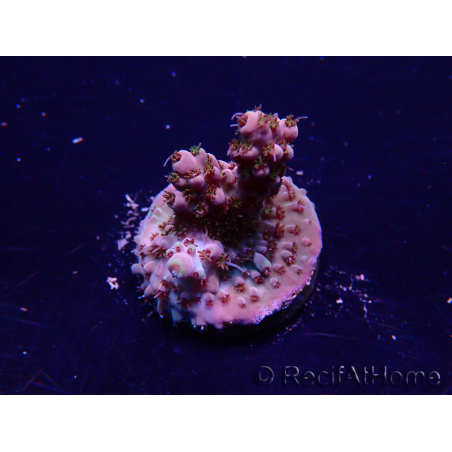 WYSIWYG Acropora Maricultura aclimatada LED