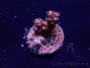 WYSIWYG Acropora Maricultuur geacclimatiseerd LED