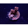 WYSIWYG Acropora Maricultura aclimatada LED