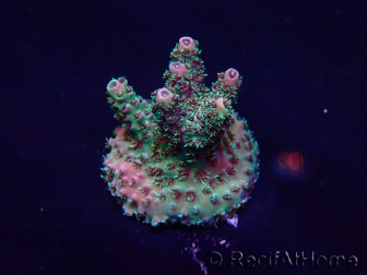WYSIWYG Acropora Mariculture acclimated LED