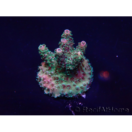 WYSIWYG Acropora Marikultur akklimatisiert LED