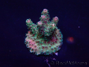 WYSIWYG Acropora Maricultuur geacclimatiseerd LED