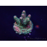 WYSIWYG Acropora 15Q5 Mariculture acclimaté led
