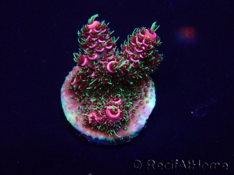 WYSIWYG Acropora Maricoltura acclimatata a LED