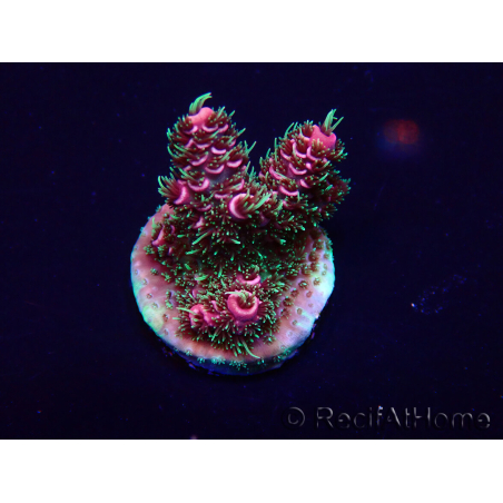 WYSIWYG Acropora 15Q6 Mariculture acclimaté led