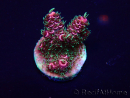WYSIWYG Acropora Mariculture acclimated LED