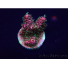 WYSIWYG Acropora 15Q6 Mariculture acclimaté led