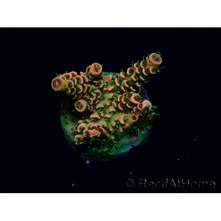 WYSIWYG Acropora Maricultura aclimatada LED