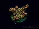 WYSIWYG Acropora Maricultura aclimatada LED