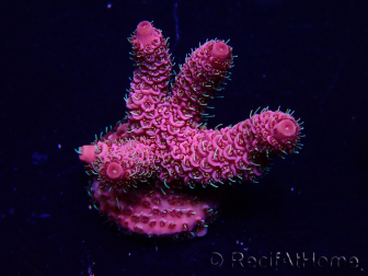WYSIWYG Acropora Maricoltura acclimatata a LED