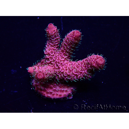 WYSIWYG Acropora Maricultura aclimatada LED