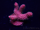 WYSIWYG Acropora Mariculture acclimated LED