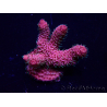 WYSIWYG Acropora 15Q11 Mariculture acclimaté led