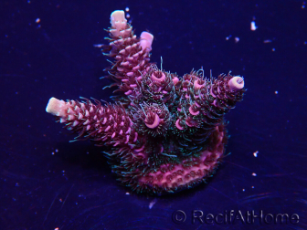 WYSIWYG Acropora Marikultur akklimatisiert LED