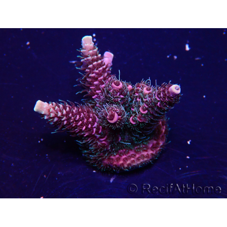 WYSIWYG Acropora Marikultur akklimatisiert LED