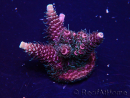 WYSIWYG Acropora Mariculture acclimated LED