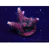 WYSIWYG Acropora Marikultur akklimatisiert LED