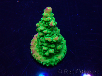 WYSIWYG Acropora Maricoltura acclimatata a LED