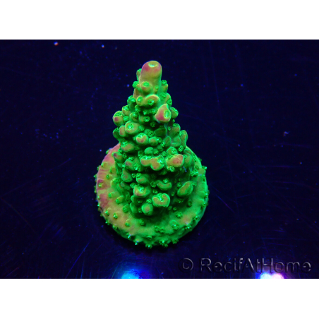 WYSIWYG Acropora 15R1 Mariculture acclimaté led