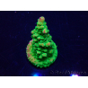 WYSIWYG Acropora 15R1 Mariculture acclimaté led
