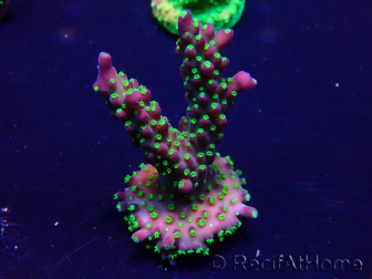 WYSIWYG Acropora Maricultura aclimatada LED