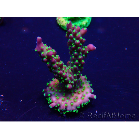 WYSIWYG Acropora Maricultura aclimatada LED