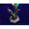 WYSIWYG Acropora Maricultura aclimatada LED
