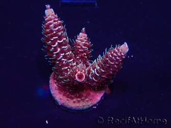 WYSIWYG Acropora Maricultuur geacclimatiseerd LED