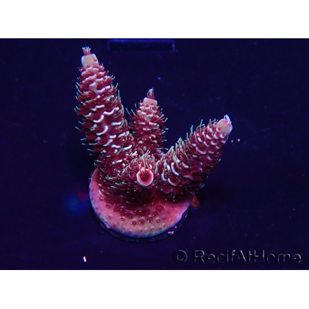 WYSIWYG Acropora 15R6 Mariculture acclimaté led