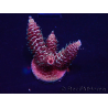 WYSIWYG Acropora 15R6 Mariculture acclimaté led
