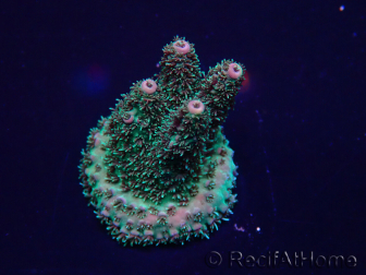 WYSIWYG Acropora Maricoltura acclimatata a LED