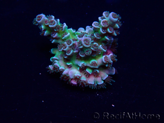 WYSIWYG Acropora Maricoltura acclimatata a LED