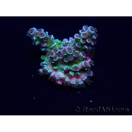 WYSIWYG Acropora 15R9 Mariculture acclimaté led