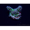 WYSIWYG Acropora 15R9 Mariculture acclimaté led