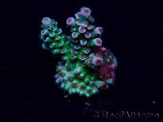 WYSIWYG Acropora Maricoltura acclimatata a LED