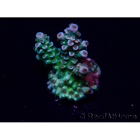 WYSIWYG Acropora 15R11 Mariculture acclimaté led