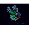 WYSIWYG Acropora Marikultur akklimatisiert LED