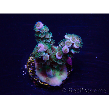 WYSIWYG Acropora 15S2 Mariculture acclimaté led